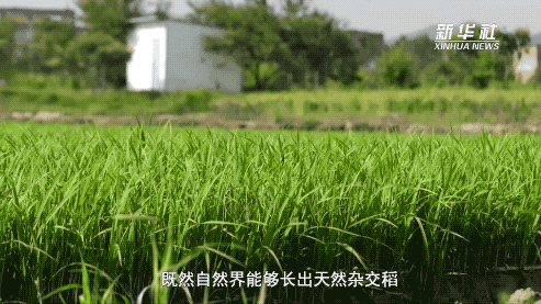 袁隆平：让所有人远离饥饿