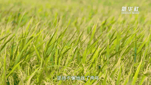 袁隆平：让所有人远离饥饿